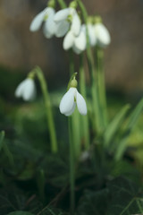 Fototapeta premium flowers first spring snowdrops. natural dark garden background. 
