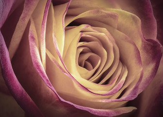 Extreme close-up of a pink and cream Rose head flower