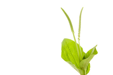 Fresh Greater plantain leaves © Eskymaks