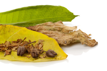 Tobacco blossom with dried and fresh tobacco leaves
