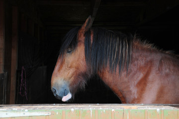 A shire heavy horse in a stable