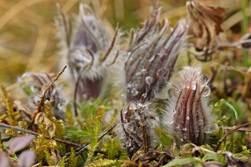 Knospende Gewöhnliche Küchenschellen (Pulsatilla vulgaris) im Nationalpark Kellerwald 
