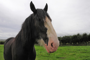 A large shire horse in a field