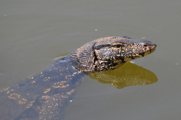 Water Monitor, Sri Lanka