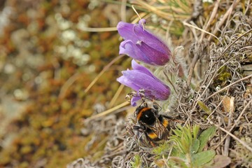 Erdhummelkönigin an Gewöhnlichen Küchenschellen (Pulsatilla vulgaris) im Nationalpark...