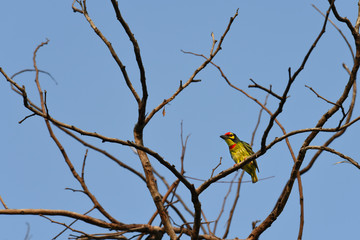 Beautiful coppersmith barbe bird in nature tropic habitat yellow, green and red color perched on branch tree in a nature wild. resident bird in Thailand.