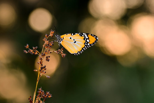 Butterfly   - Stock Image