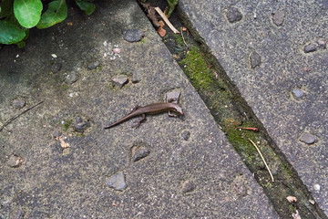 Lizard in Ubud Monkey Forest, Bali, Indonesia