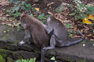 Monkeys in Ubud Monkey Forest, Bali island, Indonesia