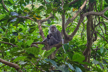 Monkeys in Ubud Monkey Forest, Bali island, Indonesia
