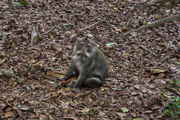 Monkeys in Ubud Monkey Forest, Bali island, Indonesia