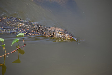 Water Monitor, Sri Lanka