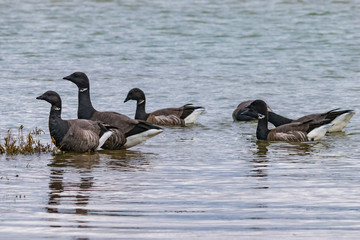 Flock of dark-bellied brent geese feeding at low tide