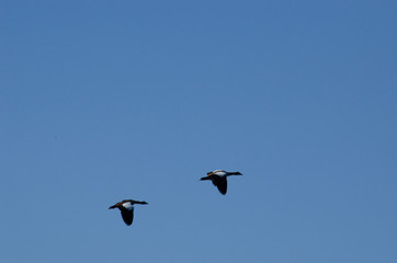 Pas de deux im Flug - Ein Nilgänsepaar im Synchronflug