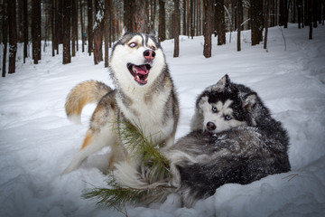 Naklejka premium Siberian husky playing in the winter forest
