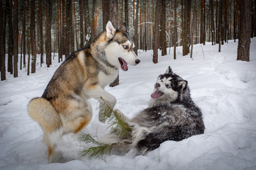 Siberian husky playing in the winter forest