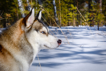 Siberian husky in winter forest close-up