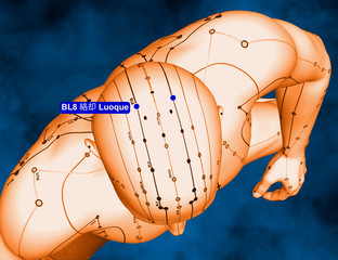 Acupuncture Point BL8 Luoque, 3D Illustration, Blue Background