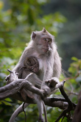 Tempel der Affen - Bali