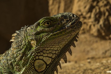 Iguanodon