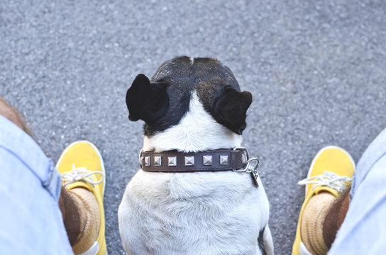 A Seated Dog Back Between My Legs