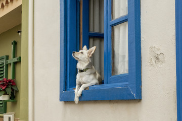 Domestic dog looking through the window, in an small house from Canary Islands