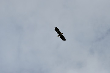 Seeadler