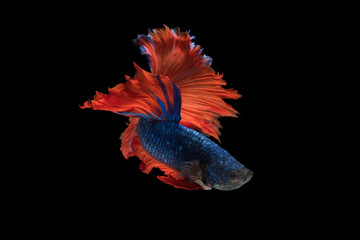 The moving moment beautiful of siam betta fish in thailand on black background. 