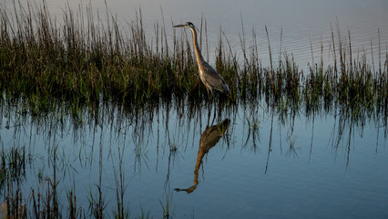 A great Blue heron at dusk moves through the swamps of the southern USA.
