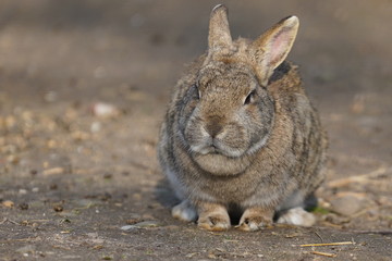 Obraz premium Hase