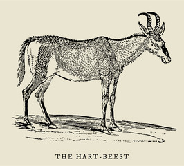 The hart-beest or hartebeest alcelaphus buselaphus in side view (after a historical woodcut, engraving, illustration from the 18th century). Easy editable in layers
