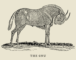 The gnu or black wildebeest connochaetes gnou in side view (after a historical woodcut, engraving, illustration from the 18th century). Easy editable in layers