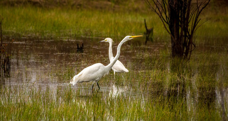 a giant white egret and young blue heron share hunting grounds in a swampy marsh.