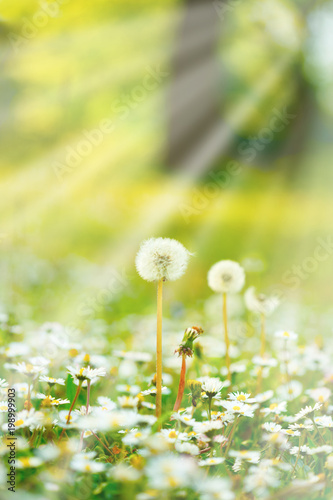 Daisy Flowers Field Lit By Sunlight Sun Rays Vertical