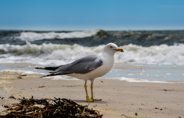 Seagull on the sand at shoreline of a sandy beach.