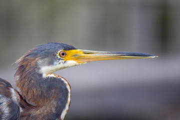 Tri colored Heron Florida