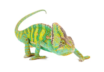 Fotobehang Gesluierde kameleon (chamaeleo calyptratus) close-up. © Lukas Gojda