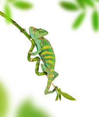 Veiled chameleon (chamaeleo calyptratus) close-up.