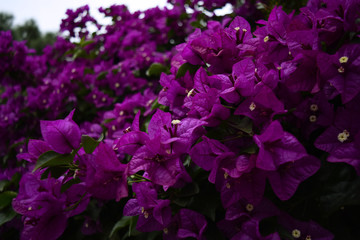 Obraz na płótnie Canvas Bugambilia, Purple flowers
