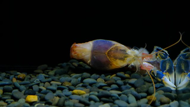 Cherax Destructor volcano moult in the aquarium     