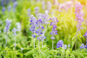 Obraz premium Beautiful purple lavender with the sunlight in the garden.