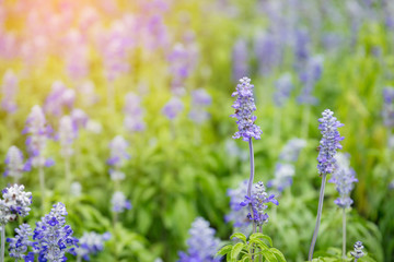 Obraz premium Beautiful purple lavender with the sunlight in the garden.