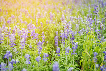 Obraz premium Beautiful purple lavender with the sunlight in the garden.