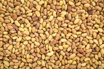 alfalfa organic sprouting seeds