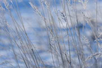 Fototapeta premium old dry grass bents in winter