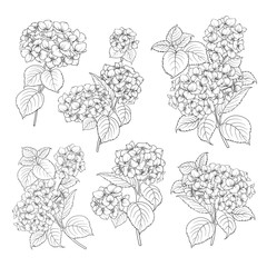 Black contour of hydrangea on white background. Mop head hydrangea flower isolated over white. Beautiful set of blooming flowers.Vector illustration.