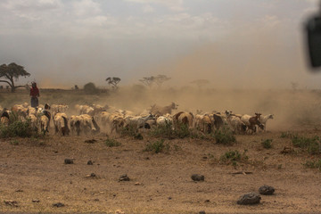 Fototapeta na wymiar Goats In The Wild