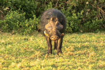 Curious Warthog 