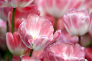 Obraz premium Tulips pink with white a close up. Macro. Bright flower background horizontally. Tulipa. Liliaceae Family.