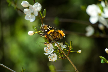 Butterfly. Spring flowers